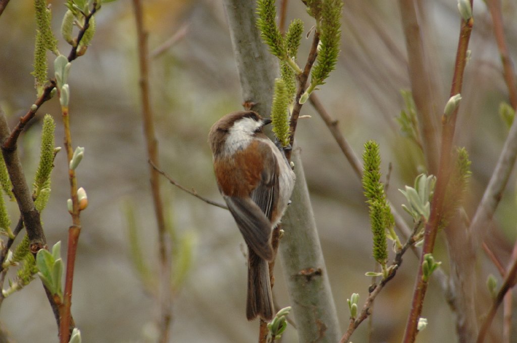 Chicadee, Chestnut-backed, 2009-03027962 Guadalupe, CA.JPG - Guadalupe Dunes State Park, CA, 3-2-2009